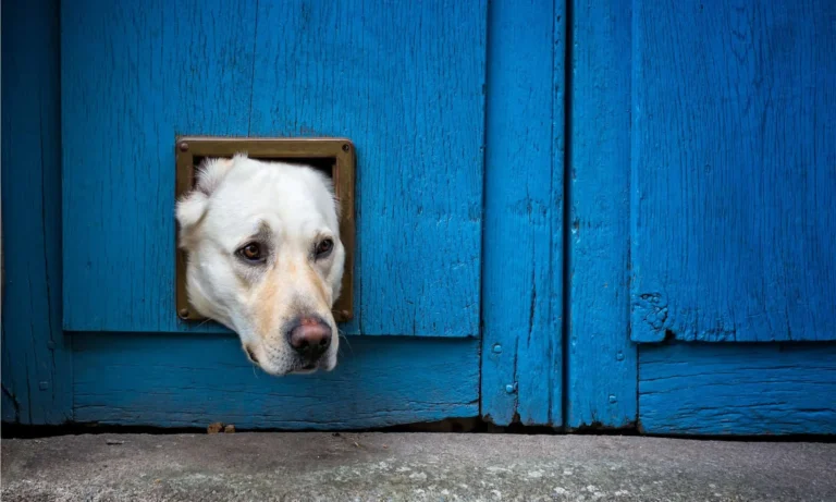 The Smart Choice Why a Pet Door Is a Game-Changer for Pet Owners