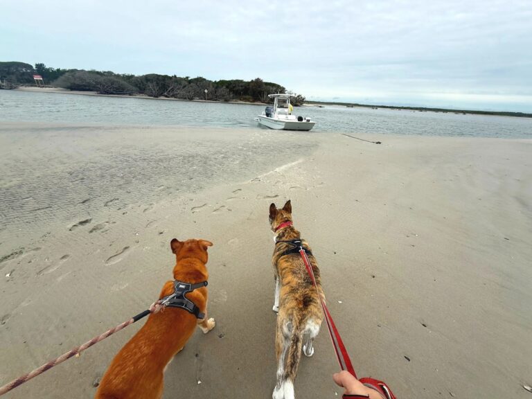 Dogs in Onslow County