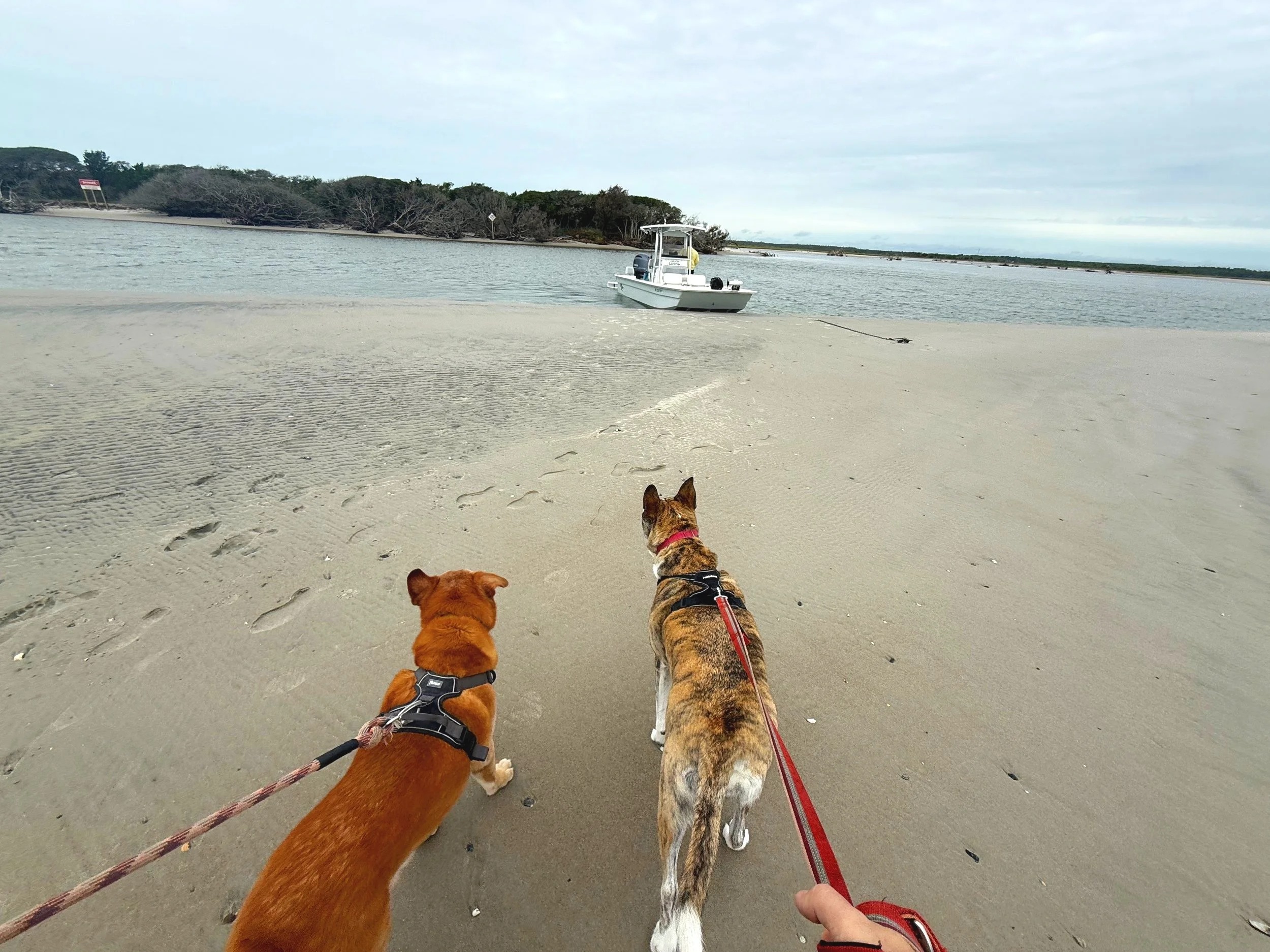 Dogs in Onslow County