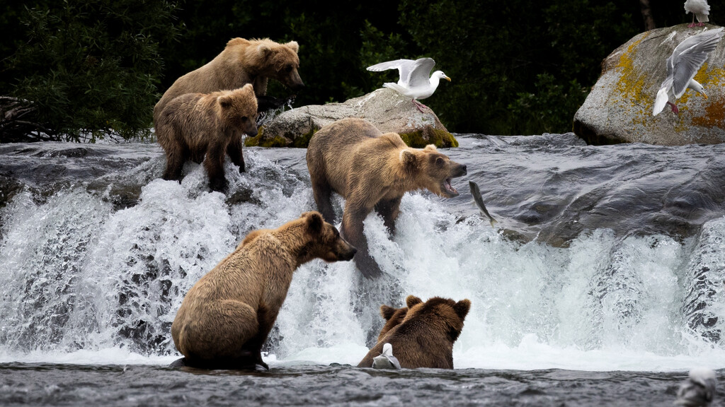 see bears